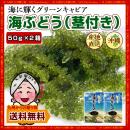 【産地直送】沖縄の海の宝!プチプチ食感♪沖縄県産海ぶどう(茎付き)50g×2箱【塩水漬け】