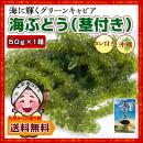 【産地直送】沖縄の海の宝!プチプチ食感♪沖縄県産海ぶどう(茎付き)50g×1箱【塩水漬け】